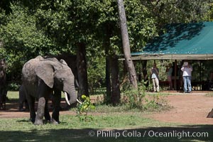 African elephant, Maasai Mara National Reserve, Kenya, Loxodonta africana