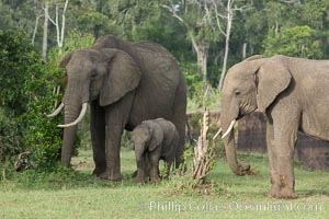 African elephant, Maasai Mara National Reserve, Kenya, Loxodonta africana