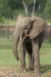 African elephant, Maasai Mara National Reserve, Kenya, Loxodonta africana