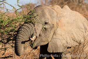 African elephant eating acacia, Meru National Park, Kenya