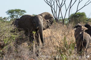 African elephant, Meru National Park, Kenya, Loxodonta africana