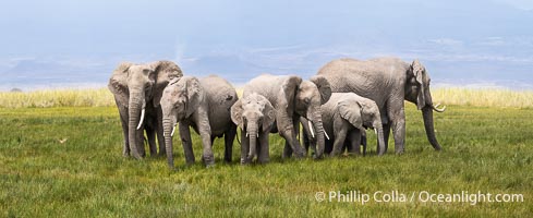 African elephants, Amboseli National Park, Loxodonta africana