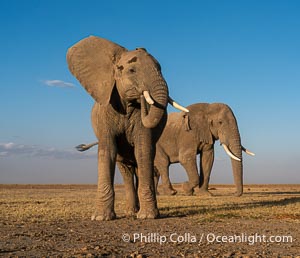 African elephants, Amboseli National Park, Loxodonta africana