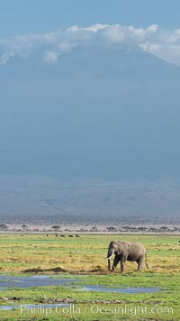 African elephants below Mount Kilimanjaro, Amboseli National Park, Kenya, Loxodonta africana