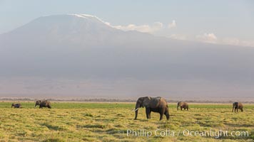 African elephants below Mount Kilimanjaro, Amboseli National Park, Kenya., Loxodonta africana, natural history stock photograph, photo id 29525