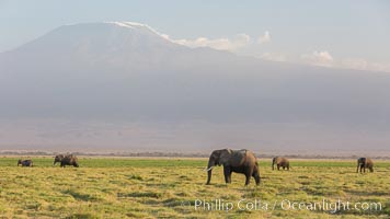 African elephants below Mount Kilimanjaro, Amboseli National Park, Kenya, Loxodonta africana