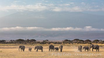 African elephants below Mount Kilimanjaro, Amboseli National Park, Kenya