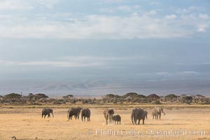 African elephants below Mount Kilimanjaro, Amboseli National Park, Kenya, Loxodonta africana