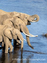 African Elephants Drinking from the Mara River, Mara Triangle, Kenya, Loxodonta africana, Maasai Mara National Reserve