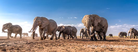 African Elephants, Large Herd Gathers at Sunset, Amboseli National Park, Loxodonta africana