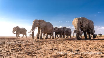 African Elephants, Large Herd Gathers at Sunset, Amboseli National Park, Loxodonta africana