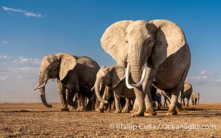 African Elephants, Large Herd Gathers at Sunset, Amboseli National Park, Loxodonta africana