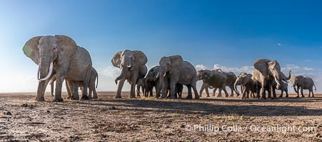 African Elephants, Large Herd Gathers at Sunset, Amboseli National Park, Loxodonta africana