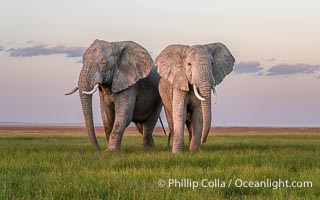 African elephants, small adult group grazing in grass, Amboseli National Park, Loxodonta africana