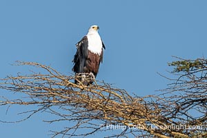 African Fish Eagle, Icthyophaga vocifer, Amboseli National Park, Icthyophaga vocifer