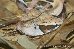 African gaboon viper camouflage blends into the leaves of the forest floor.  This heavy-bodied snake is one of the largest vipers, reaching lengths of 4-6 feet (1.5-2m).  It is nocturnal, living in rain forests in central Africa.  Its fangs are nearly 2 inches (5cm) long, Bitis gabonica