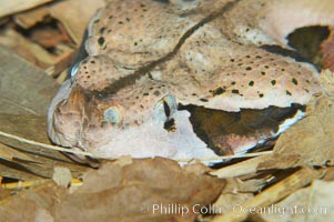 African gaboon viper camouflage blends into the leaves of the forest floor.  This heavy-bodied snake is one of the largest vipers, reaching lengths of 4-6 feet (1.5-2m).  It is nocturnal, living in rain forests in central Africa.  Its fangs are nearly 2 inches (5cm) long, Bitis gabonica