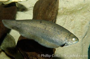 African knifefish, a freshwater fish native to the river and coastal river basins of West Africa, Xenomystus nigri