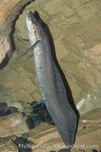 African lungfish, Protopterus annectens