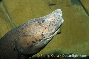 African lungfish, Protopterus annectens