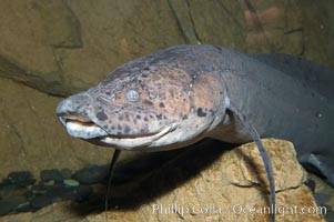 African lungfish, Protopterus annectens