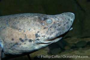 African lungfish, Protopterus annectens