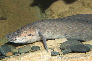 African lungfish, Protopterus annectens