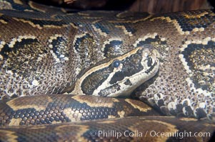 African rock python.  The largest of the African snakes, this python can measure up to 28 feet (8.5m) in length