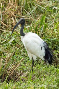 African sacred Ibis, Amboseli National Park, Kenya, Threskiornis aethiopicus