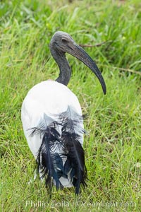 African sacred Ibis, Amboseli National Park, Kenya, Threskiornis aethiopicus