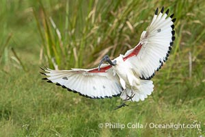 African Sacred Ibis in Flight, Threskiornis aethiopicus, Masai Mara, Kenya, Threskiornis aethiopicus, Maasai Mara National Reserve