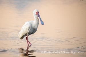 African Spoonbill, Platalea alba, Amboseli National Park, Platalea alba