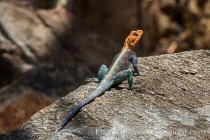 Agama Lizard, Meru National Park, Kenya, Agama