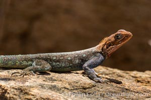 Agama Lizard, Meru National Park, Kenya, Agama