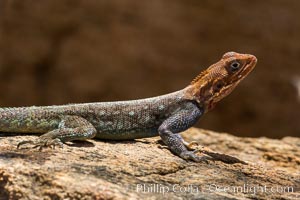 Agama Lizard, Meru National Park, Kenya, Agama