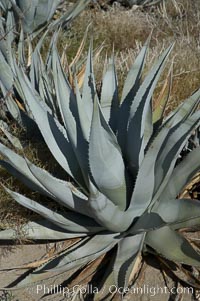 Desert agave, also known as the Century Plant, blooms in spring in Anza-Borrego Desert State Park. Desert agave is the only agave species to be found on the rocky slopes and flats bordering the Coachella Valley. It occurs over a wide range of elevations from 500 to over 4,000.  It is called century plant in reference to the amount of time it takes it to bloom. This can be anywhere from 5 to 20 years. They send up towering flower stalks that can approach 15 feet in height. Sending up this tremendous display attracts a variety of pollinators including bats, hummingbirds, bees, moths and other insects and nectar-eating birds, Agave deserti