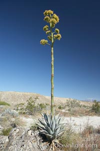 Desert agave, also known as the Century Plant, blooms in spring in Anza-Borrego Desert State Park. Desert agave is the only agave species to be found on the rocky slopes and flats bordering the Coachella Valley. It occurs over a wide range of elevations from 500 to over 4,000.  It is called century plant in reference to the amount of time it takes it to bloom. This can be anywhere from 5 to 20 years. They send up towering flower stalks that can approach 15 feet in height. Sending up this tremendous display attracts a variety of pollinators including bats, hummingbirds, bees, moths and other insects and nectar-eating birds., Agave deserti, natural history stock photograph, photo id 11555