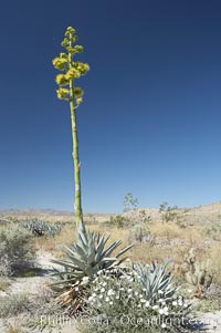 Desert agave, also known as the Century Plant, blooms in spring in Anza-Borrego Desert State Park. Desert agave is the only agave species to be found on the rocky slopes and flats bordering the Coachella Valley. It occurs over a wide range of elevations from 500 to over 4,000.  It is called century plant in reference to the amount of time it takes it to bloom. This can be anywhere from 5 to 20 years. They send up towering flower stalks that can approach 15 feet in height. Sending up this tremendous display attracts a variety of pollinators including bats, hummingbirds, bees, moths and other insects and nectar-eating birds., Agave deserti, natural history stock photograph, photo id 11558