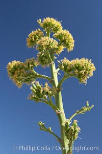 Desert agave, also known as the Century Plant, blooms in spring in Anza-Borrego Desert State Park. Desert agave is the only agave species to be found on the rocky slopes and flats bordering the Coachella Valley. It occurs over a wide range of elevations from 500 to over 4,000.  It is called century plant in reference to the amount of time it takes it to bloom. This can be anywhere from 5 to 20 years. They send up towering flower stalks that can approach 15 feet in height. Sending up this tremendous display attracts a variety of pollinators including bats, hummingbirds, bees, moths and other insects and nectar-eating birds, Agave deserti