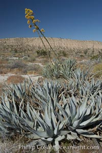 Desert agave, also known as the Century Plant, blooms in spring in Anza-Borrego Desert State Park. Desert agave is the only agave species to be found on the rocky slopes and flats bordering the Coachella Valley. It occurs over a wide range of elevations from 500 to over 4,000.  It is called century plant in reference to the amount of time it takes it to bloom. This can be anywhere from 5 to 20 years. They send up towering flower stalks that can approach 15 feet in height. Sending up this tremendous display attracts a variety of pollinators including bats, hummingbirds, bees, moths and other insects and nectar-eating birds, Agave deserti