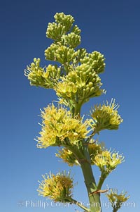 Desert agave, also known as the Century Plant, blooms in spring in Anza-Borrego Desert State Park. Desert agave is the only agave species to be found on the rocky slopes and flats bordering the Coachella Valley. It occurs over a wide range of elevations from 500 to over 4,000.  It is called century plant in reference to the amount of time it takes it to bloom. This can be anywhere from 5 to 20 years. They send up towering flower stalks that can approach 15 feet in height. Sending up this tremendous display attracts a variety of pollinators including bats, hummingbirds, bees, moths and other insects and nectar-eating birds, Agave deserti