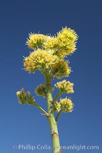 Desert agave, also known as the Century Plant, blooms in spring in Anza-Borrego Desert State Park. Desert agave is the only agave species to be found on the rocky slopes and flats bordering the Coachella Valley. It occurs over a wide range of elevations from 500 to over 4,000.  It is called century plant in reference to the amount of time it takes it to bloom. This can be anywhere from 5 to 20 years. They send up towering flower stalks that can approach 15 feet in height. Sending up this tremendous display attracts a variety of pollinators including bats, hummingbirds, bees, moths and other insects and nectar-eating birds, Agave deserti