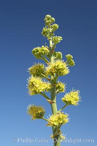 Desert agave, also known as the Century Plant, blooms in spring in Anza-Borrego Desert State Park. Desert agave is the only agave species to be found on the rocky slopes and flats bordering the Coachella Valley. It occurs over a wide range of elevations from 500 to over 4,000.  It is called century plant in reference to the amount of time it takes it to bloom. This can be anywhere from 5 to 20 years. They send up towering flower stalks that can approach 15 feet in height. Sending up this tremendous display attracts a variety of pollinators including bats, hummingbirds, bees, moths and other insects and nectar-eating birds, Agave deserti