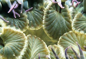 Underwater macro photographs of marine anemones, some of the most beautiful invertebrate creatures in the ocean.  Professional stock photography of anemones.