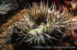 Aggregating anemone opens its arms to passing ocean currents in an attempt to snag passing bits of food or unwary prey, Anthopleura elegantissima, Laguna Beach, California