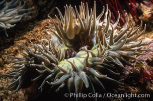 Aggregating anemone opens its arms to passing ocean currents in an attempt to snag passing bits of food or unwary prey, Anthopleura elegantissima, Laguna Beach, California