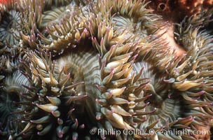 Aggregating anemone, Anthopleura elegantissima, Santa Rosa Island