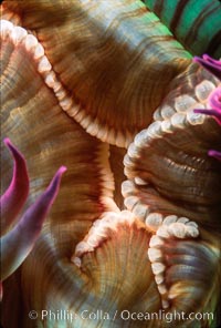 Anemone mouth, Anthopleura elegantissima, San Miguel Island