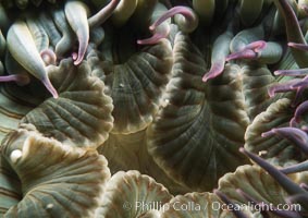 Aggregating anemone mouth detail, Anthopleura elegantissima, San Miguel Island