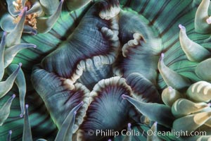 Aggregating anemone mouth detail. San Miguel Island, California, USA, Anthopleura elegantissima, natural history stock photograph, photo id 05329